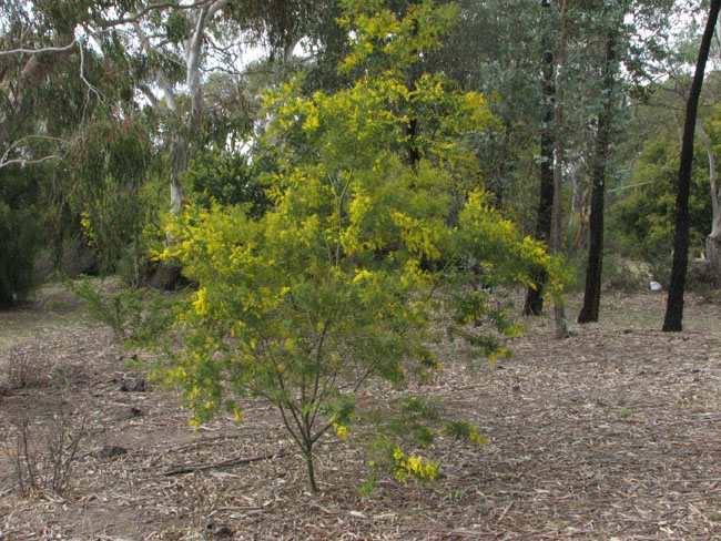 Armidale Arboretum NSW